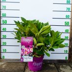 Rododendron hybridný (Rhododendron hybridum) - HAPPYDENDRON ´PUSHY PURPLE´ - výška 30-50 cm, kont. C5L